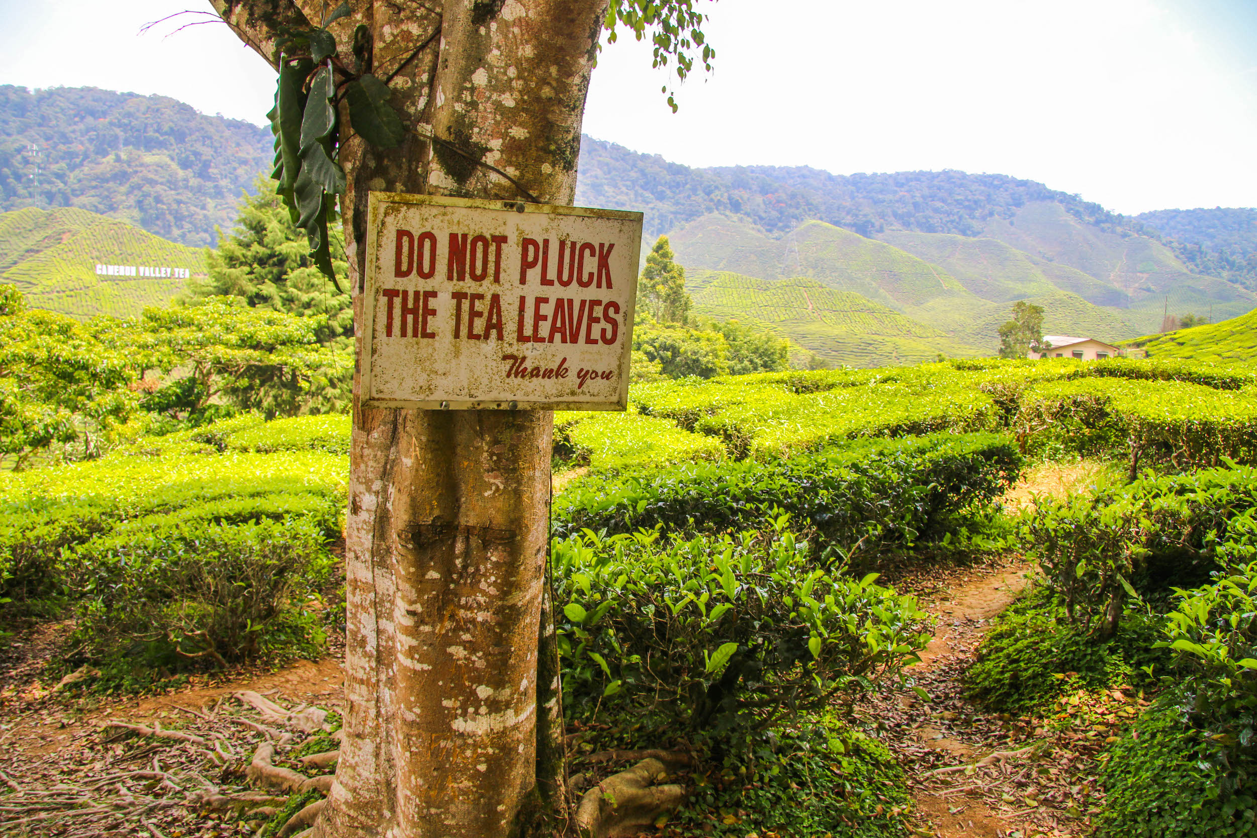 3 Reasons To Visit Cameron Highlands - Backpacking People